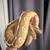 Male Ball Python 1 thumbnail
