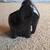 Black Ceramic Elephant Vase 1 thumbnail
