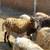 Rams ready to go 1 thumbnail