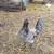 Roosters and hens available 20 thumbnail