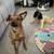 Lost Dog! Since 6/17 3 thumbnail