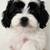 Cockapoo 2 thumbnail