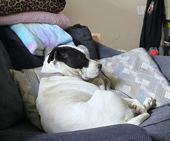 Rehoming Pitbull mix63848875215235120