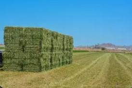 Hay - small square bales 1