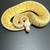 Ball python snake 11 thumbnail