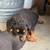 Rottweiler puppies 5 thumbnail