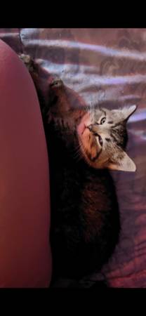 Kittens 1