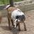Starter Goat Herd 6 thumbnail