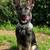 Dog Training 5 thumbnail