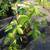 Fast Producing Grafted Fruit Trees 4 thumbnail