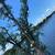 LA Green  House  tree service 4 thumbnail