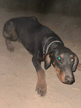 Dobermans (Tulare)63873027932289123