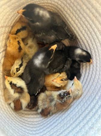 Baby chicks (Escondido)63870037496323121