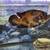 Fish and tank 2 thumbnail