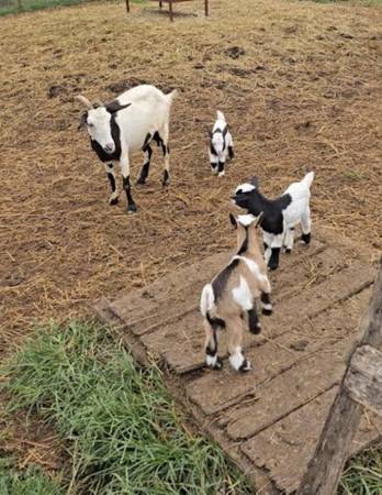 4 cabras gratuitas, primero en llegar primero en ser atendido (Dothan)