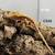 Crested geckos 7 thumbnail