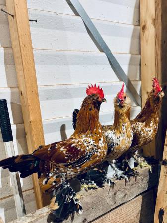 Mille Fleur d'Uccle Bantam Roosters 1