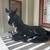FOAL-Bronze sculpture 6 thumbnail