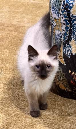 Lynx /Seal Point Siamese Ragdoll  Kittens (Burnt Bridge Creek)63842530741379121