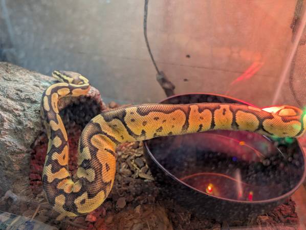 Pitón real (Blaine)64840147890818120