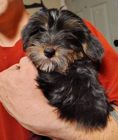 Cachorros Yorkie (Purcell)63670625750913122