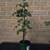 Raspberry Plants 9 thumbnail