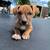 American Bully 1 thumbnail