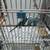 Parakeets 4 thumbnail