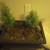 bonsai trees tree plant plants 5 thumbnail