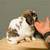 Rabbitry downsizing 4 thumbnail