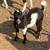 Pygmy Goats 2 thumbnail