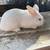 Rabbits for Sale 8 thumbnail
