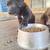 Beautiful LAB puppies 2 thumbnail