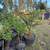 Fig Trees, Windmill Palm, Fruit trees, flower bushes and more plants 7 thumbnail