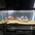 Fish tank annd fish for sale 6 thumbnail