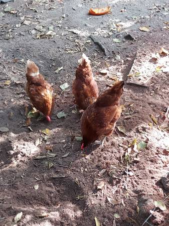 Laying hens 1