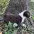 Australian shepherd puppy 3 thumbnail