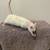Male rat 1 thumbnail