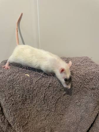 Male rat 1