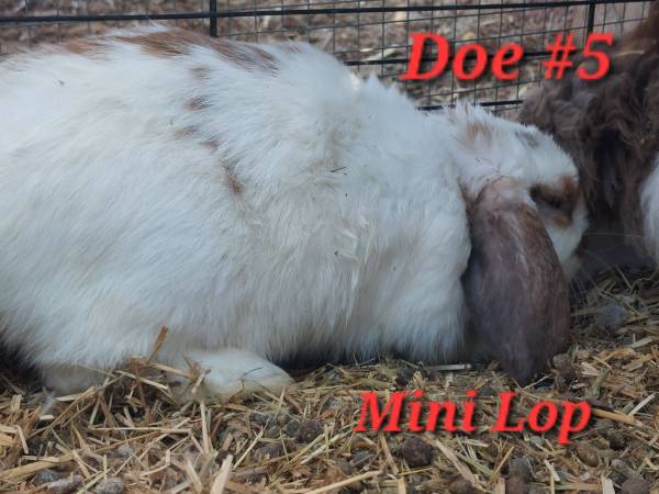 Mini Lop Rabbit 1