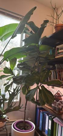 Fiddle Leaf Fern - 6-7' tall multiple branches, no dry spots 1