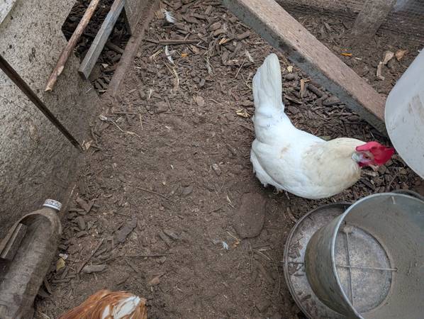 layer Hens 1