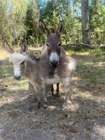 Mini donkeys 1