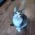 2 adult cats & 3 kittens 5 thumbnail
