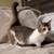 Munchkin kittens 2 thumbnail