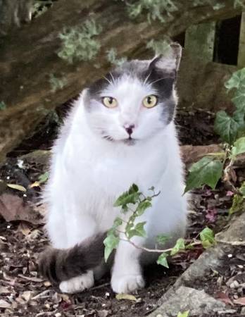 MISSING CAT64141782903041121