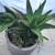 A large clay pot with lots of Tiger Tooth aloe succulents 2 thumbnail