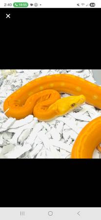 pitón reticulada65694199268355121