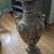 Large Japanese Satsuma Floor Vase Antique Urn Hand Painted Moriage 2 thumbnail