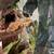 Crested geckos! 9 thumbnail